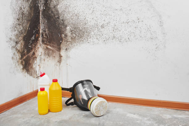 Best Basement Mold Remediation in Gunnison, UT