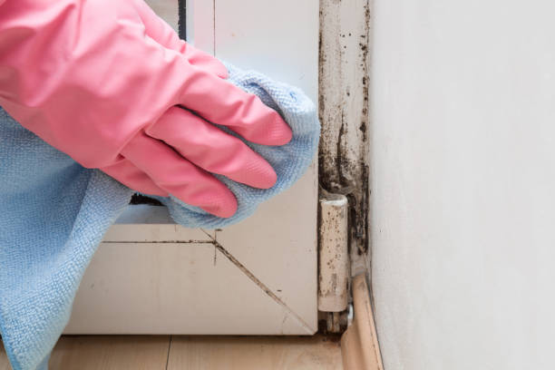 Best Insurance-Related Mold Remediation in Gunnison, UT